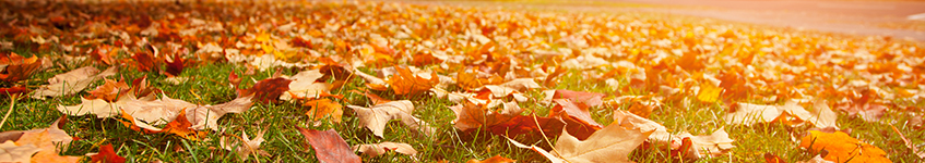 autumn-census-leaves